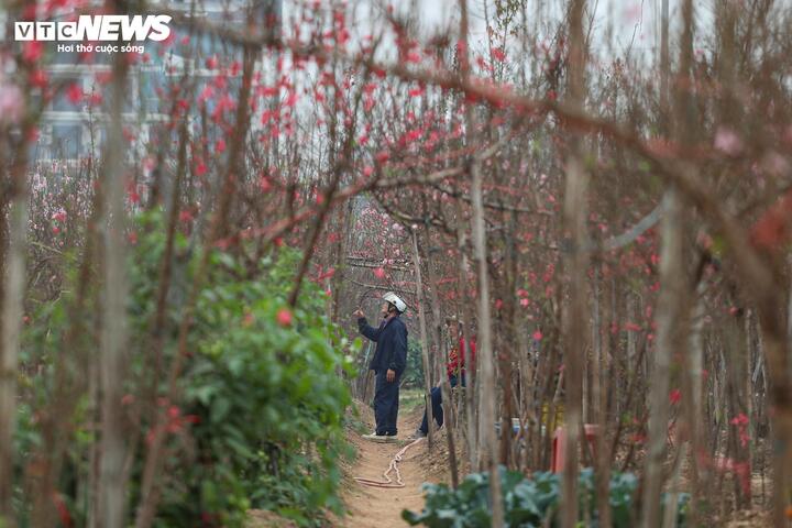 Ông Hoàng Văn Khang (phường Hoàn Kiếm) cho biết, đào Nhật Tân đã trở thành nét văn hóa không thể thiếu trong mỗi dịp Tết của gia đình. “Tết nào nhà tôi cũng có đào Nhật Tân. Hoa ở đây có dáng và sắc rất riêng, khác hẳn đào ở những vùng khác. Năm nay tôi mua hai cành đào với giá khoảng 2 triệu đồng để trang trí ngày Tết”, ông nói.