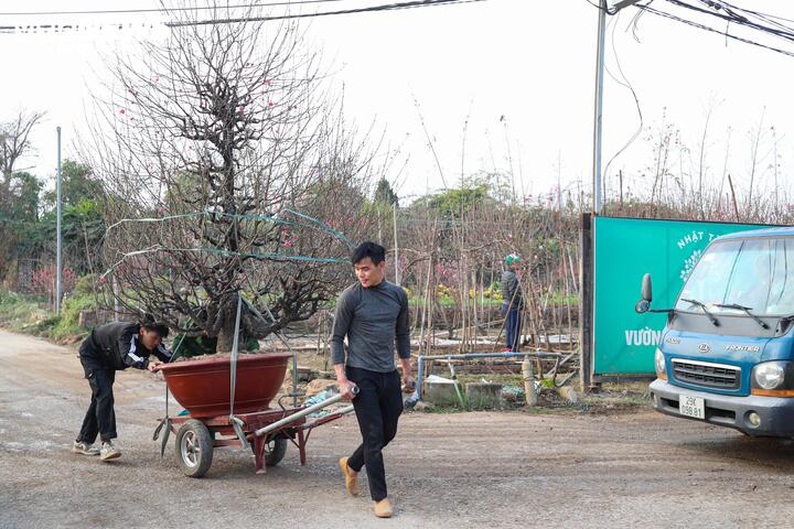 Những gốc đào lớn, dáng thế đẹp được vận chuyển bằng xe chuyên dụng, lần lượt rời vườn để phục vụ thị trường Tết.
