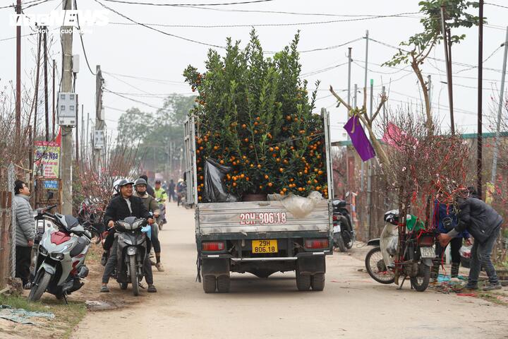 Một số thời điểm, giao thông qua khu vực làng đào bị ùn ứ do lượng phương tiện dừng đỗ và khách mua đào tăng cao.