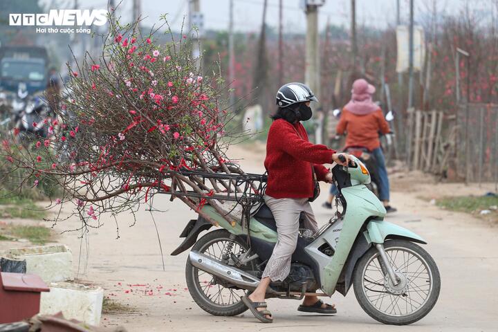 Làng đào lớn nhất miền Bắc rộn ràng vào vụ Tết - 13