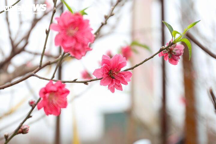 Giá đào Nhật Tân năm nay có phần “mềm” hơn so với năm trước. Các cành đào phổ thông được bán với giá từ khoảng 350.000 đến 600.000 đồng. Những cành đào dáng huyền, kích thước lớn hoặc gốc đào thế đẹp có giá dao động từ 1 triệu đến hơn 2 triệu đồng, tùy dáng và chất lượng.