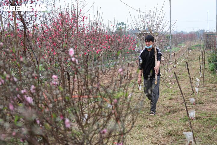 Chủ vườn đào Bình Bàng cho biết, thời tiết năm qua thất thường khiến người trồng đào chịu nhiều áp lực. “Có giai đoạn nắng ấm kéo dài làm đào có nguy cơ bung hoa sớm, sau đó lại xuất hiện những đợt rét sâu. Chúng tôi phải liên tục điều chỉnh các khâu như tuốt lá, hãm nước, che chắn để hoa nở đúng thời điểm. Đến nay, đào đang vào độ đẹp, kịp phục vụ khách chơi Tết”, chủ vườn chia sẻ.