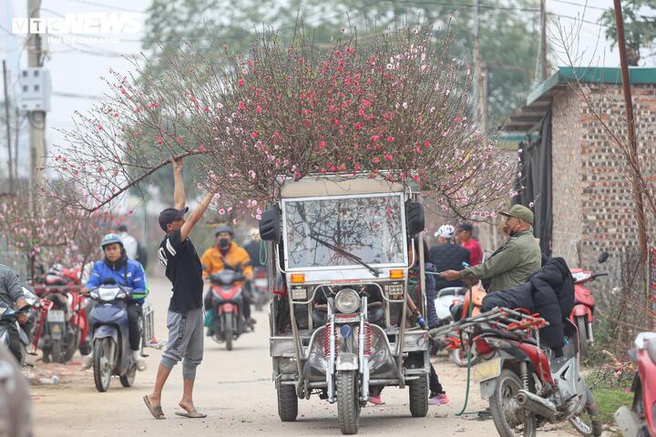 Từ sáng sớm đến chiều muộn, dòng người và xe cộ ra vào làng đào Nhật Tân tấp nập, kéo dài hai bên trục đường chính, tạo nên khung cảnh nhộn nhịp báo hiệu mùa xuân đang đến rất gần.