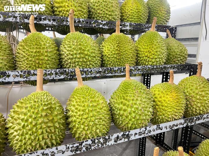 Sầu riêng Musang King nguyên trái có giá lên tới gần 400.000 đồng/kg nhưng vẫn được nhiều khách chọn mua.