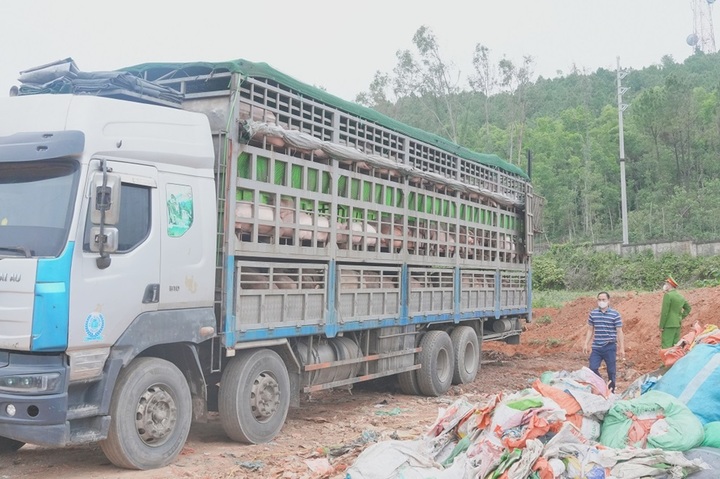 Lực lượng chức năng tiêu hủy lợn nhiễm bệnh theo quy định. Ảnh: CACC