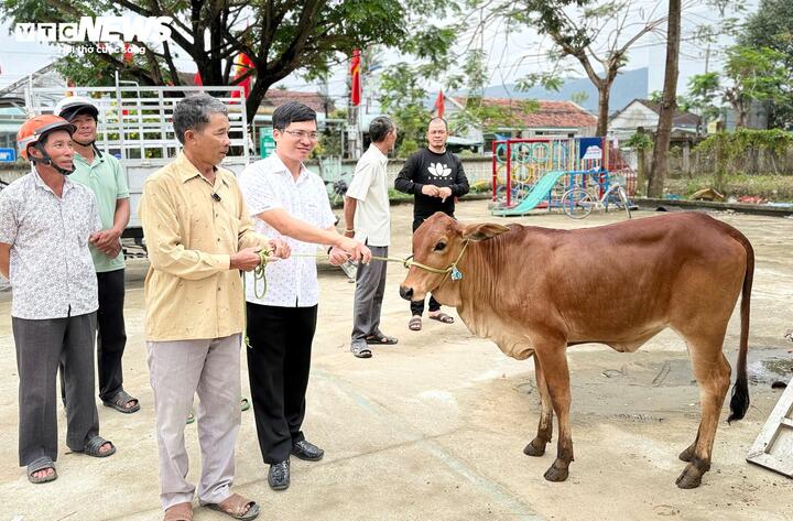 Ông Lành (đeo kính) trao bò cho người dân để ổn định cuộc sống.