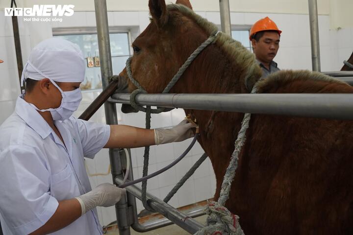 Mỗi con ngựa tại trại đều được cấp mã số riêng, hồ sơ theo dõi chặt chẽ từ chế độ ăn uống, sinh hoạt đến từng chu kỳ lấy máu.