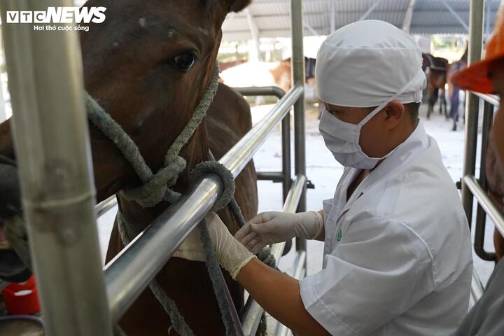 “Mỗi con ngựa chỉ được khai thác huyết thanh trong khoảng 3 – 5 năm, trung bình mỗi năm lấy máu khoảng 9 lần. Sau thời gian này, ngựa sẽ được cho nghỉ, không tiếp tục khai thác”, ông Minh thông tin.