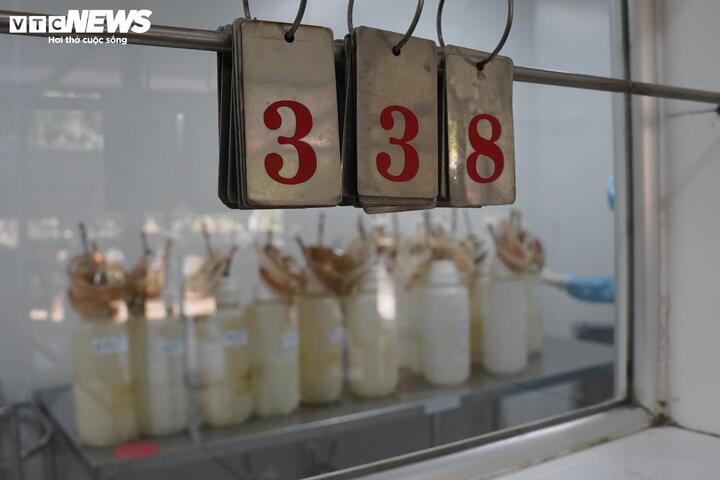 Khi lượng kháng thể trong máu đạt yêu cầu, việc lấy máu được tiến hành theo tỷ lệ tối đa 1,5% trọng lượng cơ thể, bảo đảm an toàn, nhân đạo và không ảnh hưởng đến sức khỏe ngựa.