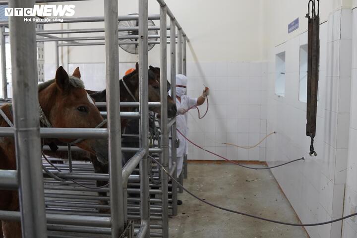 Sau khi nhập trại, ngựa từ 4 – 6 tuổi tiếp tục được cách ly theo dõi sức khỏe khoảng 6 tháng. Chỉ khi bảo đảm hoàn toàn không có bệnh, ngựa mới được đưa vào quy trình tiêm kháng nguyên và khai thác huyết thanh.