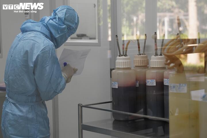 Sau khi lấy máu, huyết tương được tách chiết theo quy trình kiểm soát nghiêm ngặt nhằm thu nhận phần kháng thể đặc hiệu. Với đàn ngựa hiện có, mỗi năm Trại Suối Dầu cung cấp trên 12.000 lít huyết thanh thô cho IVAC để tinh chế, sản xuất các loại huyết thanh phục vụ điều trị.