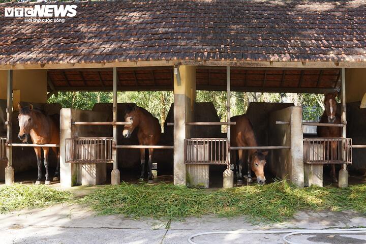Theo ông Minh, để được đưa vào đàn ngựa khai thác huyết thanh, mỗi con ngựa phải trải qua quá trình tuyển chọn nghiêm ngặt từ nhiều địa phương trên cả nước như Đà Lạt, Phan Rang, Lạng Sơn. Chỉ những con khỏe mạnh, không dị tật, không ký sinh trùng, đạt chuẩn sinh học về hồng cầu, bạch cầu mới được đưa về trại.