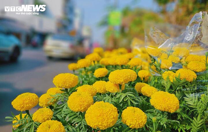 Sắc vàng vạn thọ tạo nên không gian rực rỡ, gợi nhắc rõ nét không khí xuân đặc trưng của người dân Nam Bộ.