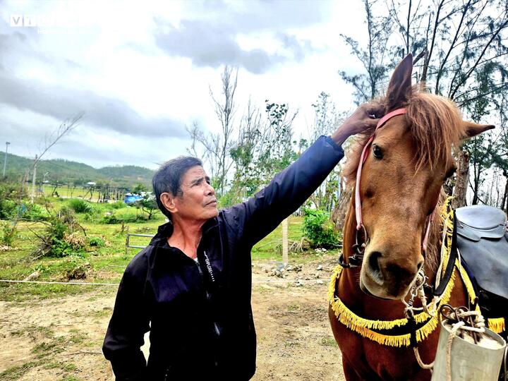 Ông Chi xem đàn ngựa như "báu vật" của mình.
