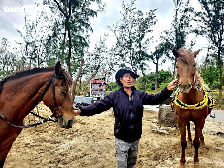 Ông Nguyễn Hữu Chi chăm sóc đàn ngựa của mình.