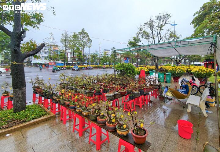 Theo những người dân tại chợ hoa Nguyễn Tất Thành, cơn bão lũ lịch sử hồi tháng 11/2025 gây thiệt hại nặng nề cho người dân tại thủ phủ trồng mai, cúc trên địa bàn tỉnh Gia Lai. Nay, mưa xuất hiện vào thời điểm này lại là bất lợi lớn. Những chậu cúc đang độ nở rộ nhất, nếu ngấm nước mưa quá lâu sẽ rất dễ dập nát cánh hoa và xuống màu. Trong khi đó, nặng nề hơn là những chậu mai vàng có thể bị rụng nụ hoặc kích thích hoa nở sớm khiến giá trị cây sụt giảm.