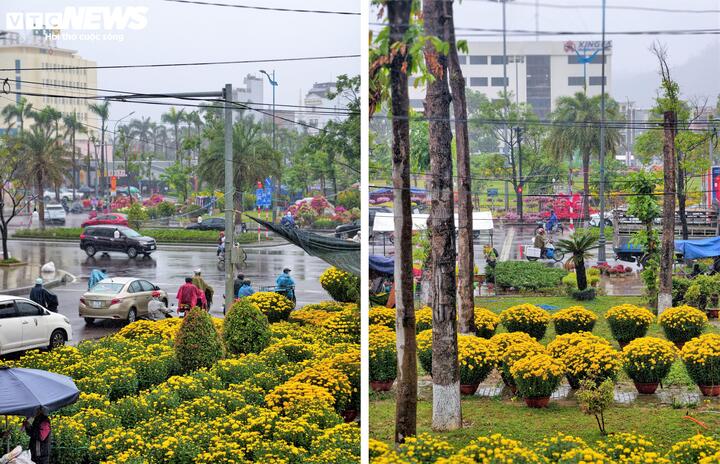 Chỉ chưa đầy một tuần nữa là Tết Nguyên đán, ghi nhận tại đường hoa trung tâm Nguyễn Tất Thành, phố biển Quy Nhơn (tỉnh Gia Lai) số lượng cúc, quất, mai... bày bán ken đặc vỉa hè. Tuy nhiên, lượng khách mua thưa thớt.