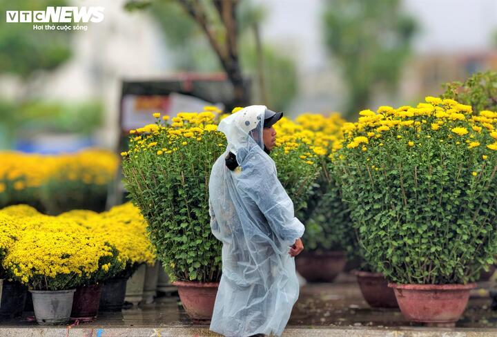 Không chỉ lo hoa hỏng, nỗi trăn trở lớn nhất của các tiểu thương hiện nay chính là tình trạng vắng khách. Ghi nhận dọc tuyến đường trung tâm như Nguyễn Tất Thành, Lê Duẩn, Xuân Diệu, Phạm Hùng... hàng trăm người dân, tiểu thương mặc áo mưa xuống đường vẫy mời, trông ngóng khách ghé mua hoa.