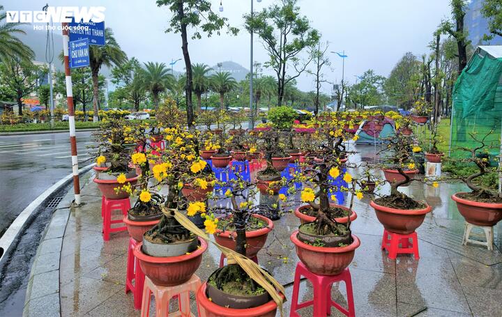 Những “vựa” bán hoa, cây cảnh vắng người, đìu hiu trong màn mưa.