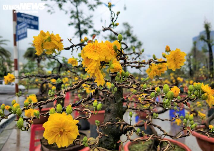 Hàng trăm gốc mai có giá trị cao đang bung nở đẹp giờ đây phải phủ mưa, tàn tạ dần.