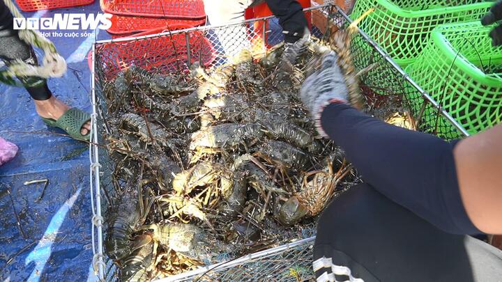 "Thủ phủ" tôm hùm gượng dậy sau "cơn hồng thủy"