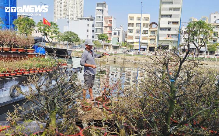 Mai vàng – loại hoa chủ lực của nhiều nhà vườn – được chăm sóc kỹ lưỡng từ sớm để kịp nở đúng dịp Tết.