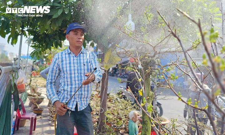 Anh Quế vừa bán hàng, vừa chăm sóc các chậu hoa.