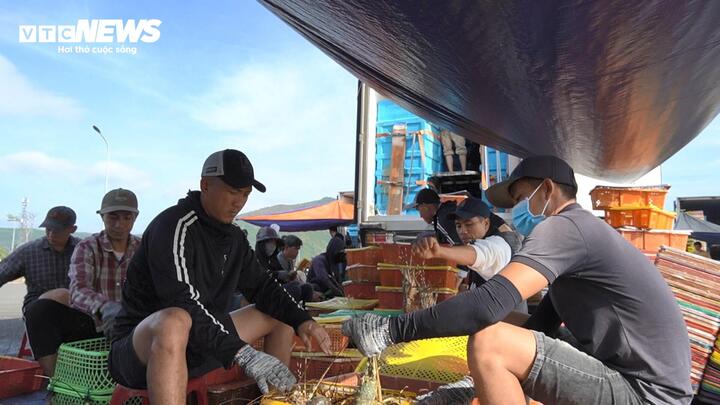 Ngư dân thu hoạch tôm hùm.