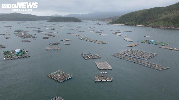 Vùng nuôi tôm Sông Cầu đã giảm mật độ nuôi sau lũ lụt.