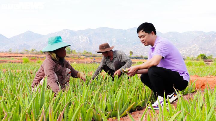 Ông Nguyễn Văn Thứ trực tiếp hướng dẫn bà con kỹ thuật trồng, chăm sóc nha đam theo tiêu chuẩn xuất khẩu.