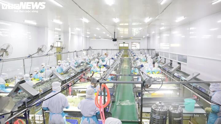 Nhà máy chế biến nha đam của GC Food vận hành theo quy trình hiện đại, công suất 30.000 tấn thành phẩm/năm.