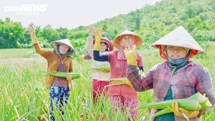 Bà con nông dân phấn khởi khi nha đam được doanh nghiệp thu mua ổn định, góp phần cải thiện thu nhập và thoát nghèo.