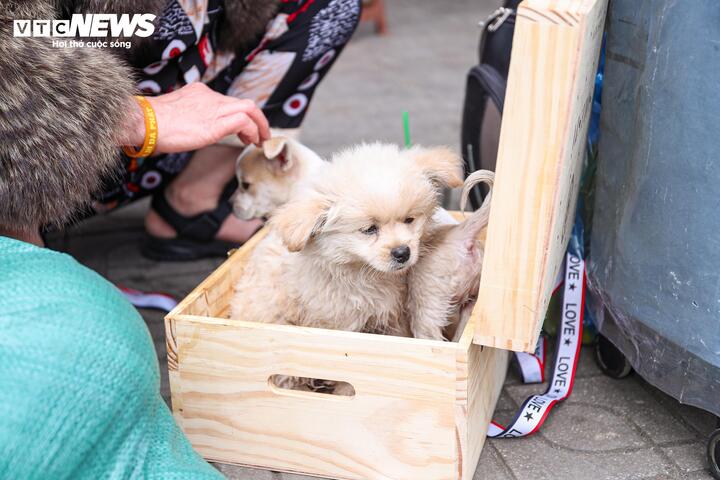 Hai chú chó trở thành “hành lý đặc biệt” của bà Loan trong hành trình về quê đón Tết.