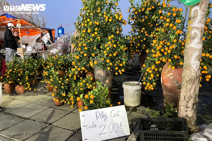 Muốn thu hồi vốn sớm, tiểu thương này hạ giá quất xuống 200.000 đồng/cây.