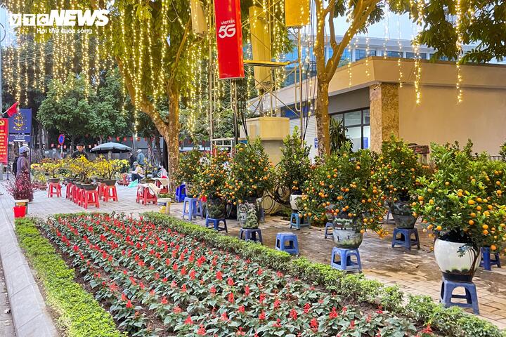 Giá đào, quất năm nay “mềm” hơn so với mọi năm.