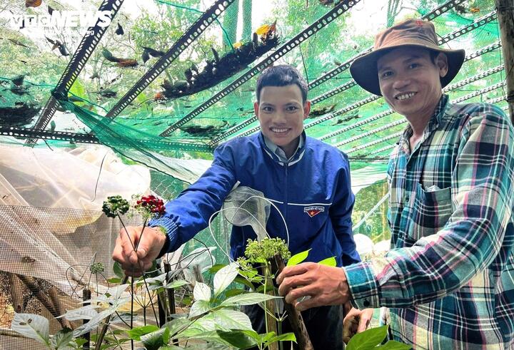 Hồ Văn Dấu – Bí thư Đoàn xã Trà Linh (trái) – thủ lĩnh xây dựng mô hình vườn sâm kết đoàn.