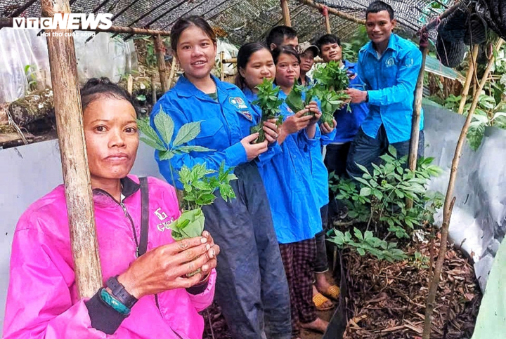 Với loài biệt dược “quý hơn vàng” như sâm Ngọc Linh, đồng bào Xơ Đăng sẵn sàng cho đi với tâm niệm dìu nhau thoát nghèo.