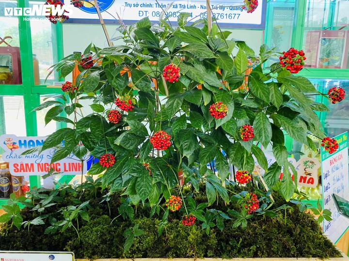 Theo lãnh đạo xã Trà Linh, thời gian qua, việc tặng sâm giống cho người nghèo đã trở thành phong trào và ngày càng được lan tỏa trên địa bàn.