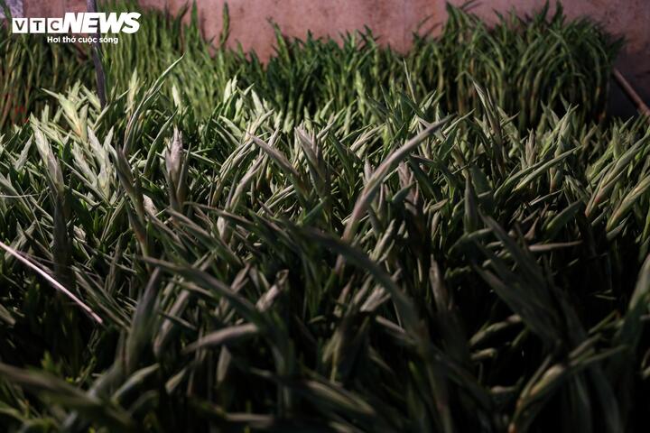 Hoa lay ơn thường chỉ 30.000 - 40.000 đồng/10 cành, nay đã tăng lên 100.000 - 140.000 đồng/10 cành.