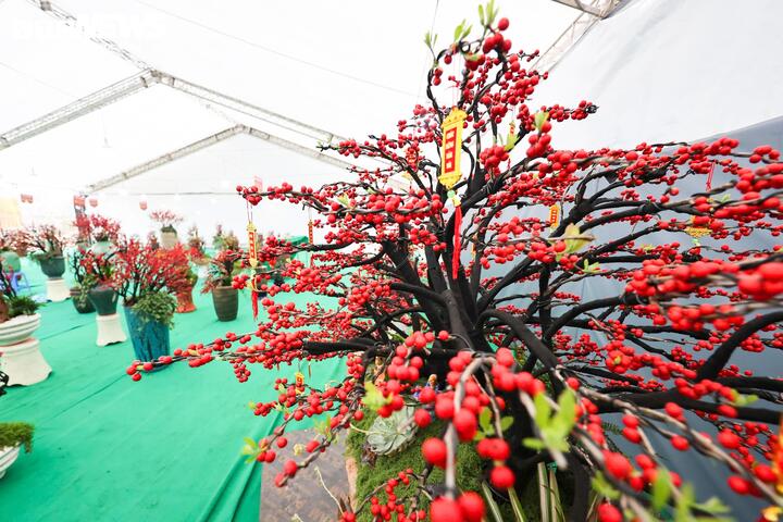Đào đông khoe sắc đỏ rực đón Tết, giá lên đến vài trăm triệu đồng - 15