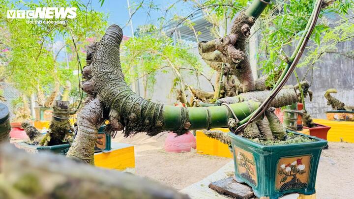Theo anh Kha, để tạo ra một tác phẩm bonsai từ gốc tre, khâu chọn nguyên liệu là quan trọng nhất. Anh thường tìm đến các vườn tre đã chặt hạ, lựa những gốc có dáng rễ đẹp, thân gốc chắc khỏe, không bị mục ruỗng quá sâu. Mỗi gốc tre có hình thù khác nhau, không cái nào giống cái nào, nên mỗi tác phẩm ra đời đều là phiên bản duy nhất.