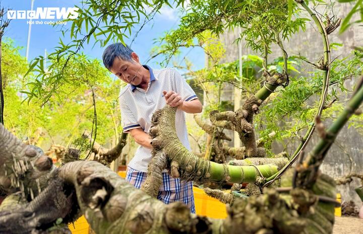 Nhờ mạng xã hội, hình ảnh những chậu bonsai từ gốc tre già của anh Kha nhanh chóng lan tỏa. Nhiều khách hàng từ các tỉnh lân cận tìm đến tận vườn để chiêm ngưỡng và đặt hàng. Có thời điểm, anh không đủ sản phẩm để cung cấp.