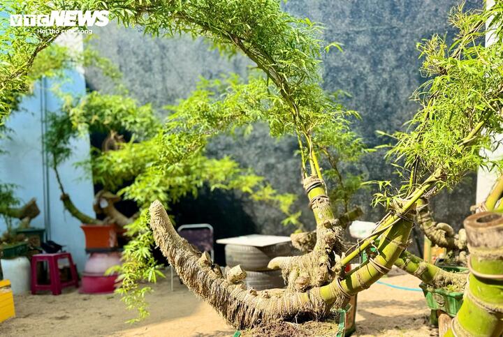 Ban đầu, anh Kha chỉ làm bonsai tre để thỏa niềm đam mê. Thế nhưng, dần dà, khi bạn bè, người quen tới xem và ngỏ ý mua, anh bắt đầu nghĩ đến việc phát triển thành mô hình kinh tế gia đình.