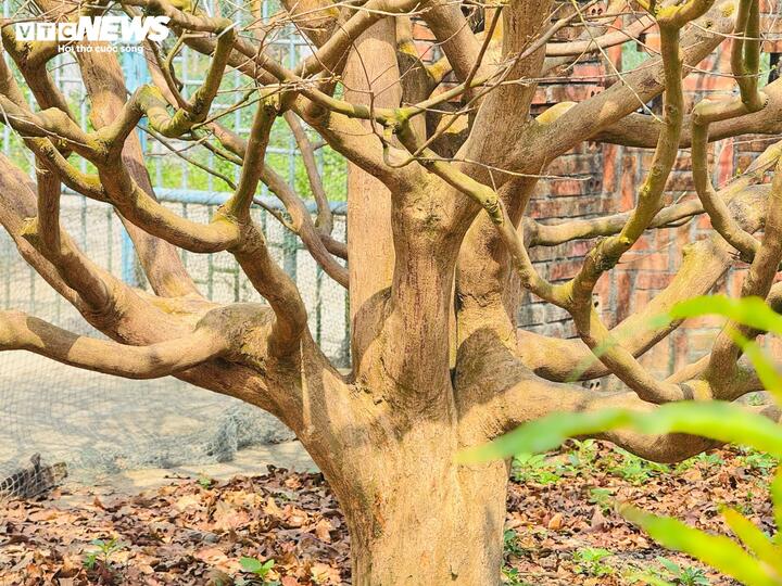 Toàn bộ dáng thế và tán cây đều không qua bàn tay uốn nắn, tạo hình của con người. Các nhánh lớn vươn ra bốn phía một cách tự nhiên, tán tròn đều, tạo cảm giác cổ kính, khác với nhiều cây mai cảnh hiện nay được tạo dáng công phu.