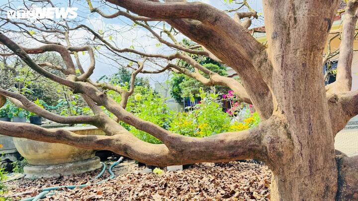 Trong khu vườn rộng rãi trồng nhiều loại mai khác nhau của gia đình, cây mai hơn 70 tuổi nổi bật với dáng thế tự nhiên, tán xòe rộng, thân gốc lớn và những cành nhánh uốn lượn.