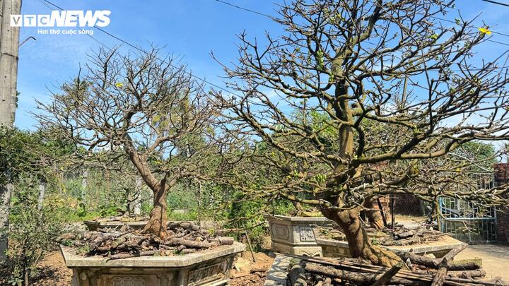 Ngoài "cụ mai" được hét giá 3,5 tỷ đồng, trong khu vườn của ông Tân còn có nhiều cây mai khác với độ tuổi và kích thước khác nhau. Những cây mai này đều được trồng theo phương thức truyền thống, để phát triển tự nhiên, ít can thiệp tạo dáng. Giá bán dao động từ 40 - 140 triệu đồng/cây, tùy dáng thế và độ lớn.