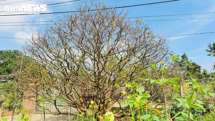 "Những năm qua, cây mai này liên tục được người chơi mai ở khắp nơi tới hỏi mua. Năm 2023, có người trả giá hơn 1,7 tỷ đồng, song tôi quyết định không bán. Đây là cây mai gắn bó với gia đình qua nhiều thế hệ. Hơn nữa, dáng thế và tuổi đời của cây rất hiếm, nên gia đình tôi không vội bán”, ông Tân nói và quả quyết chỉ khi có người trả đủ 3,5 tỷ đồng, gia đình mới cân nhắc việc chuyển nhượng.