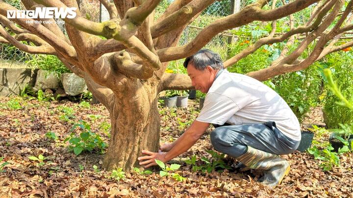 "Cụ mai" này cao khoảng 5m, tán rộng gần 6m, thân lớn với bề hoành hơn 100cm. Phần gốc chắc khỏe, thân cây xù xì theo năm tháng nhưng cành nhánh phân bố cân đối, vươn đều các hướng. Dáng cây được đánh giá thuộc dạng mai đài sen, hiếm gặp ở những cây mai cổ phát triển tự nhiên.