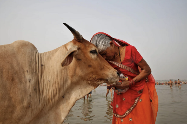 Chính phủ Ấn Độ kêu gọi người dân ôm ấp những con bò vào Ngày lễ tình nhân. (Nguồn: CBS News)