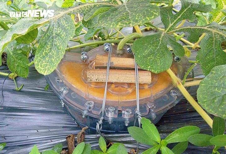 Quá trình vào khuôn và chăm sóc dưa hấu tạo hình đòi hỏi nhiều công đoạn để đảm bảo trái phát triển đúng hình dáng.